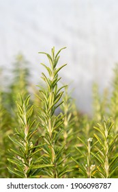 Barbeque Rosemary (Rosmarinus Officinalis 'Barbeque') Herb Plant 