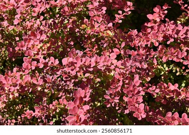 Barberry (Berberis thunbergii) ‘Orange Beskid’. Ornamental barberry shrub with orange reddish leaves, close-up