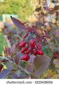 Barberry (Berberis vulgaris) rama