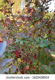 Barberry (Berberis vulgaris) rama