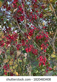 Barberry (Berberis vulgaris) rama