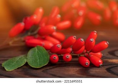 El Barberry Berberis vulgaris