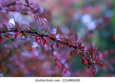 Barberry (Berberis vulgaris) rama