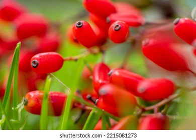 El Barberry Berberis vulgaris