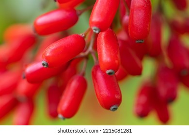 El Barberry Berberis vulgaris