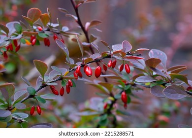 Barberry (Berberis vulgaris) rama