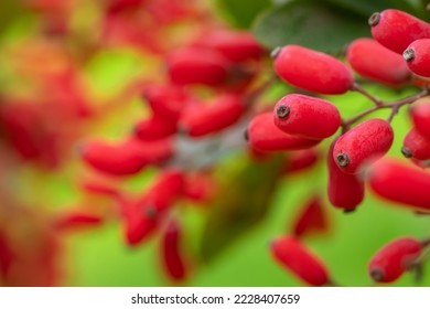 El Barberry Berberis vulgaris