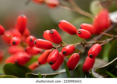 El Barberry Berberis vulgaris