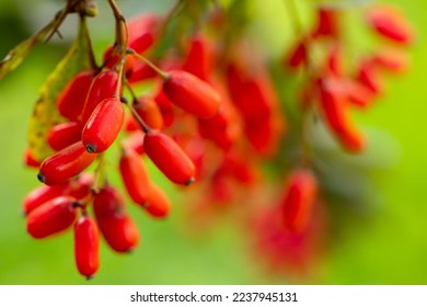 El Barberry Berberis vulgaris