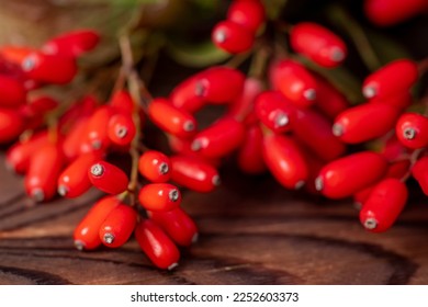 El Barberry Berberis vulgaris