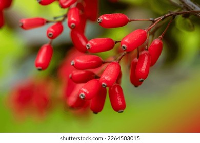 El Barberry Berberis vulgaris