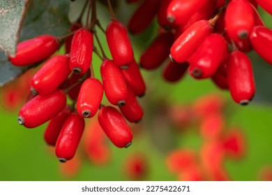 El Barberry Berberis vulgaris