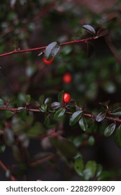 Barberry (Berberis vulgaris) rama