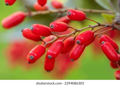 El Barberry Berberis vulgaris