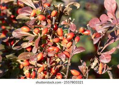 Berberis (Berberis vulgaris) rama