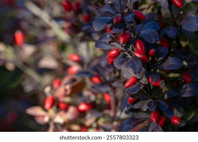 Berberis (Berberis vulgaris) rama