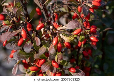 Berberis (Berberis vulgaris) rama