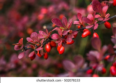 Barberry (Berberis vulgaris) rama