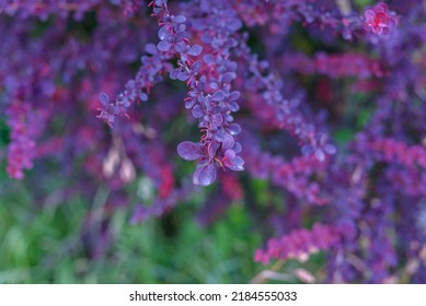 Berberis thunbergii (Berberis Coronita)