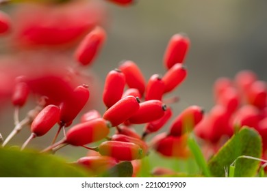 Barberry, Berberis vulgaris, branch with natural fresh ripe red berries background. Red ripe berries and colorful red and yellow leaves on berberis branch with green background
