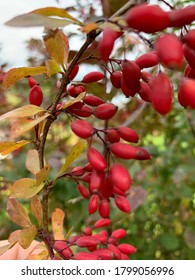 Barberry (Berberis vulgaris 