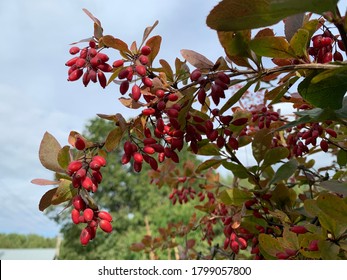 Barberry (Berberis vulgaris 