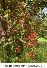 Barberry (Berberis vulgaris 