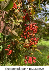 Barberry (Berberis vulgaris 