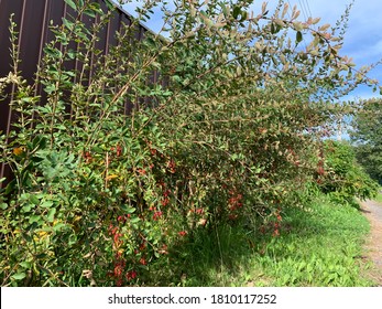 Barberry (Berberis vulgaris 