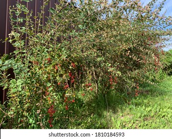 Barberry (Berberis vulgaris 