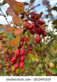 Barberry (Berberis vulgaris 