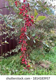 Barberry (Berberis vulgaris 