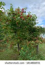 Barberry (Berberis vulgaris 