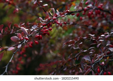 Barberry (Berberis vulgaris 