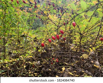 Barberry (Berberis vulgaris 