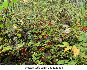 Barberry (Berberis vulgaris 