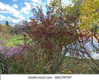 Barberry (Berberis vulgaris 