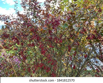 Barberry (Berberis vulgaris 