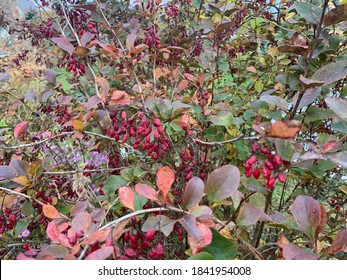 Barberry (Berberis vulgaris 