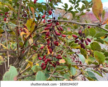 Barberry (Berberis vulgaris 