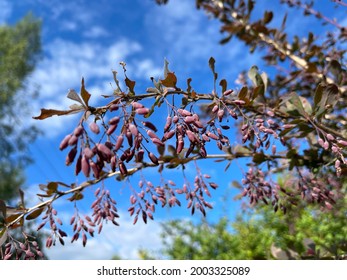 Barberry (Berberis vulgaris 