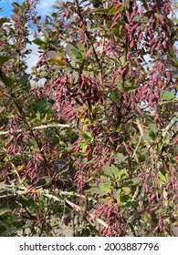 Barberry (Berberis vulgaris 