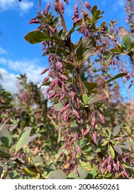 Barberry (Berberis vulgaris 