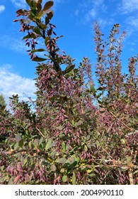 Barberry (Berberis vulgaris 