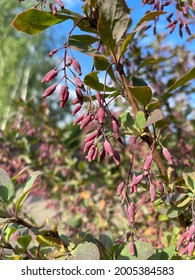 Barberry (Berberis vulgaris 