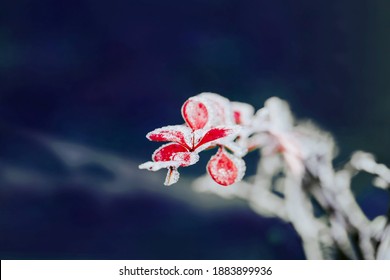 Barberry branches with red leaves covered by snow on a dark background, copy space - Powered by Shutterstock