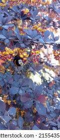 Barberry Bush Blossom In Spring. Bumblebee On The Flower