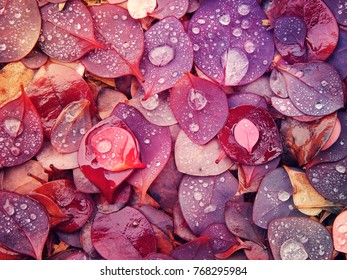 Barberry. Drops of water on the fallen leaves of barberry. First frost. Bright autumnal background. Frosts.
