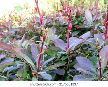 Barberry (lat. Berberis) - Leaves And Thorns