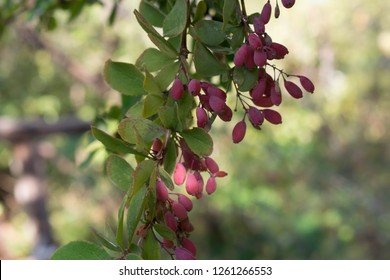 barberry red long berries grow in dense bunches have medicinal properties for design background
